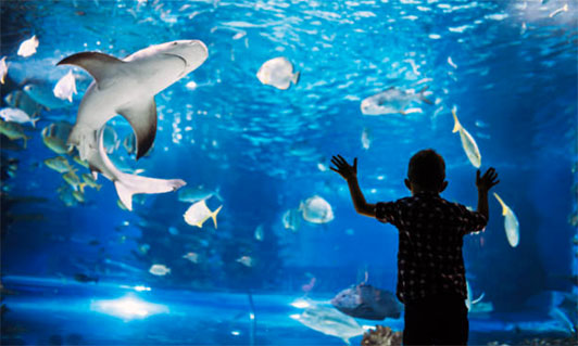 student at aquarium looking into large talk with several fish including a shark